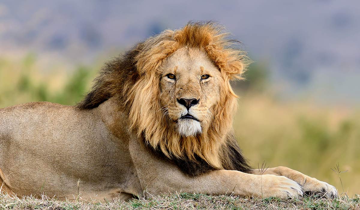 Clearing the local DNS cache on OS X Lion